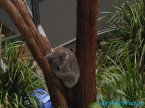 zoo-koala
