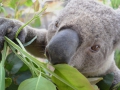 коала эвкалипт