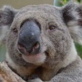 животное коала